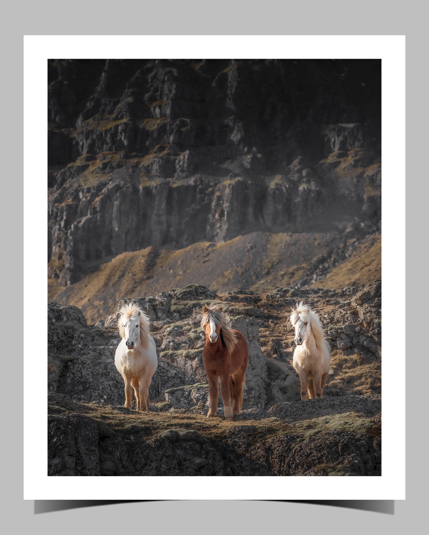 Paarden IJsland